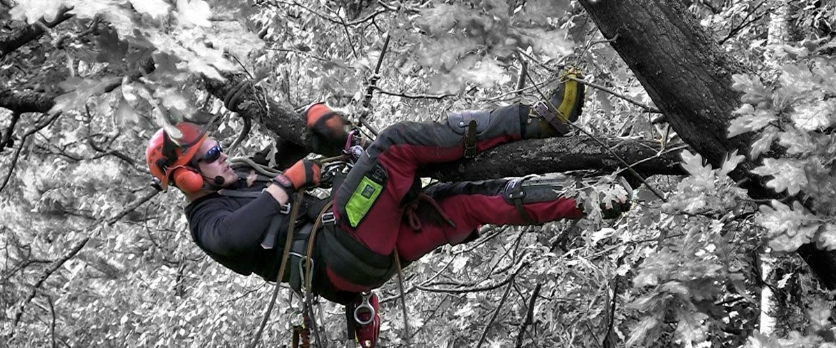 Tree surgeon working from a harness in a tree in winter (FAW+F)