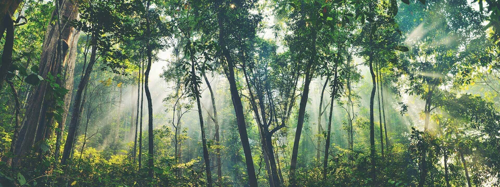 Environmental Responsibility