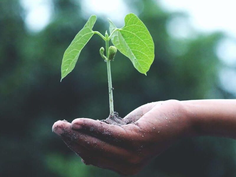 An open hand gently cradling a small, green plant seedling with soil against a blurred background of green trees.