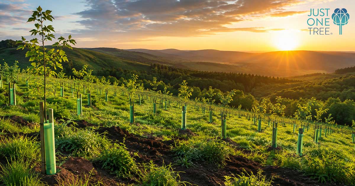 Training for Life, Replanting for the Planet: Our Partnership with JUST ONE Tree