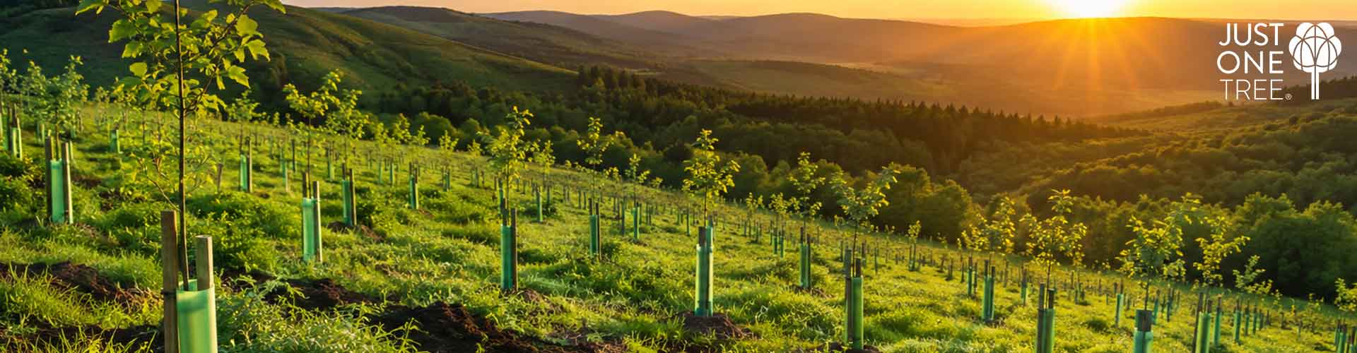 Rows of newly planted young saplings in green tree guards on a rolling hillside at sunset, featuring the Just ONE Tree partner logo.